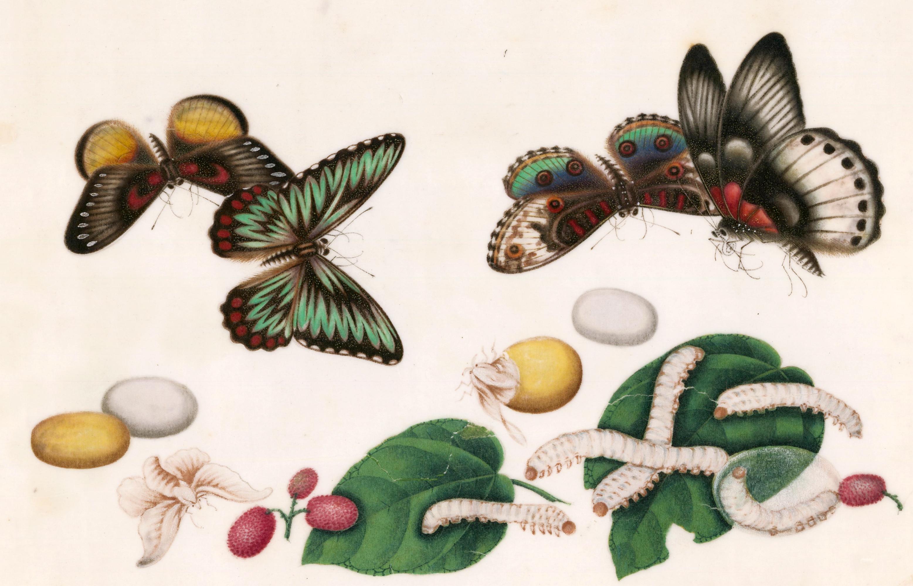 Chinese Butterflies and Silk Worms with Lychee Nuts  - Painting by Unknown