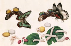 Chinese Butterflies and Silk Worms with Lychee Nuts 