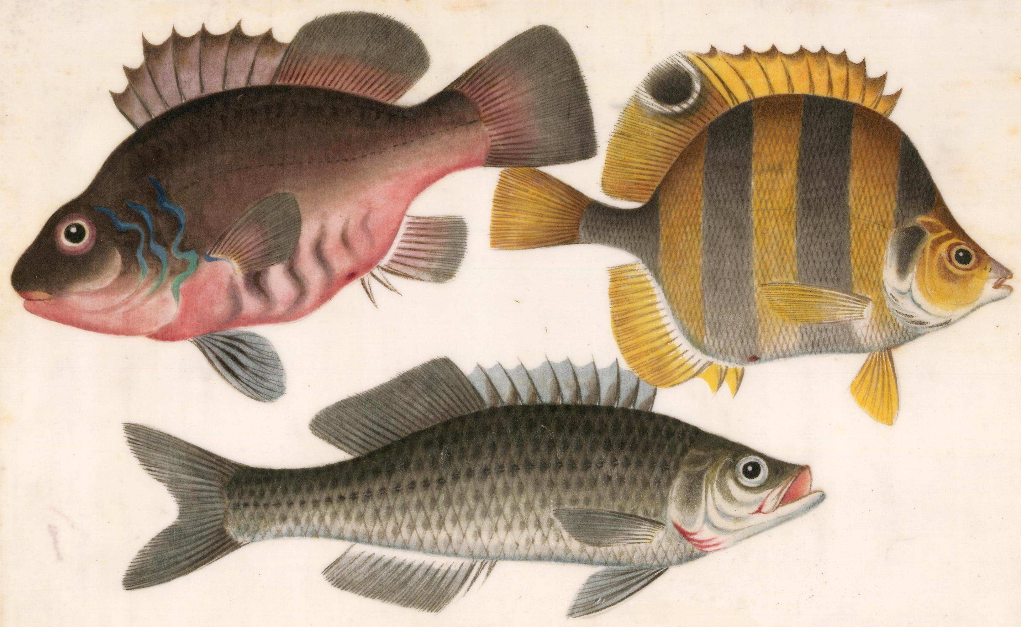Chinese Fish Gouache - Painting by Unknown