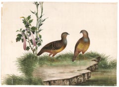 Chinese Pheasant Gouache