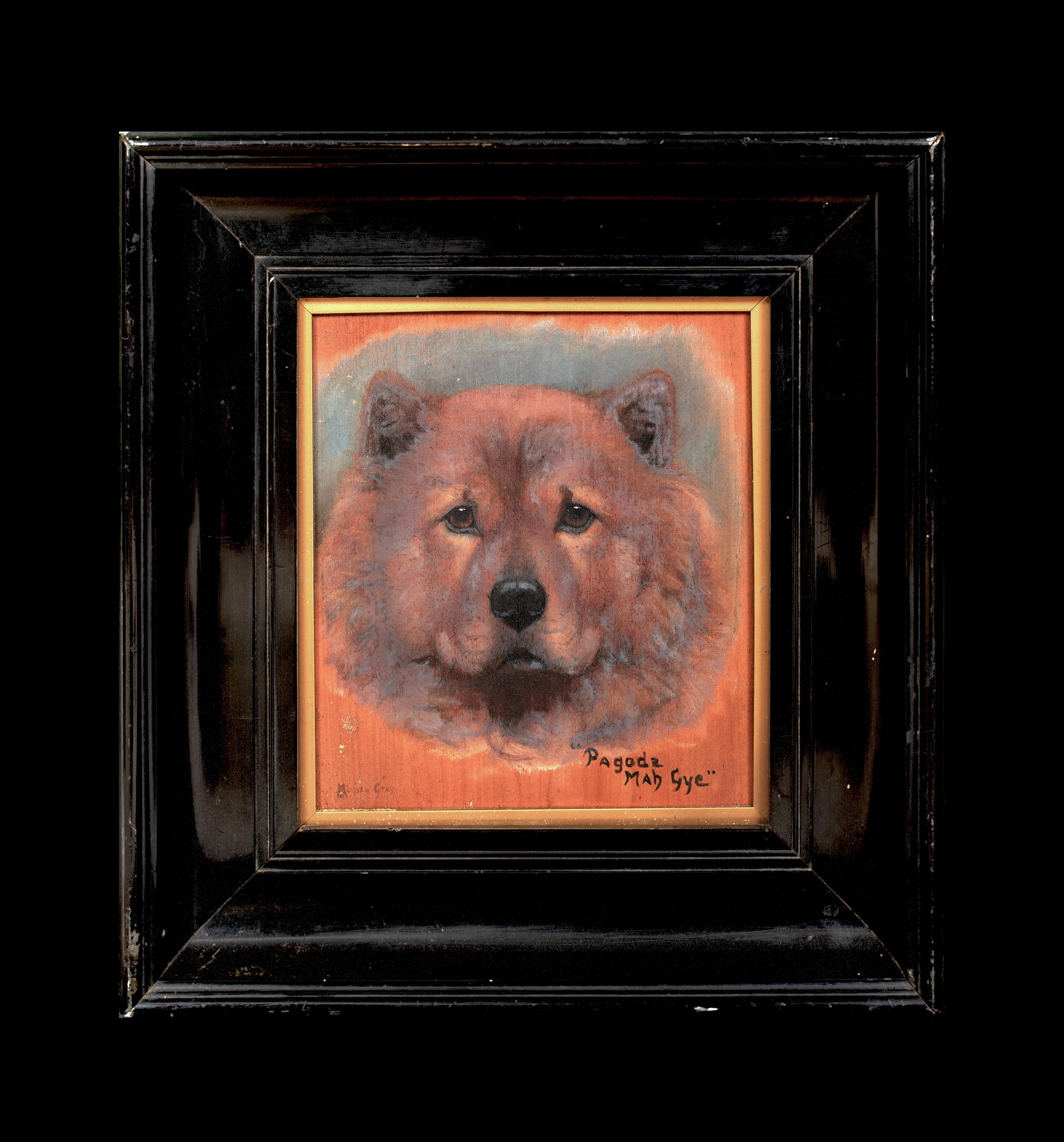 Chow Chow Dog Portrait 