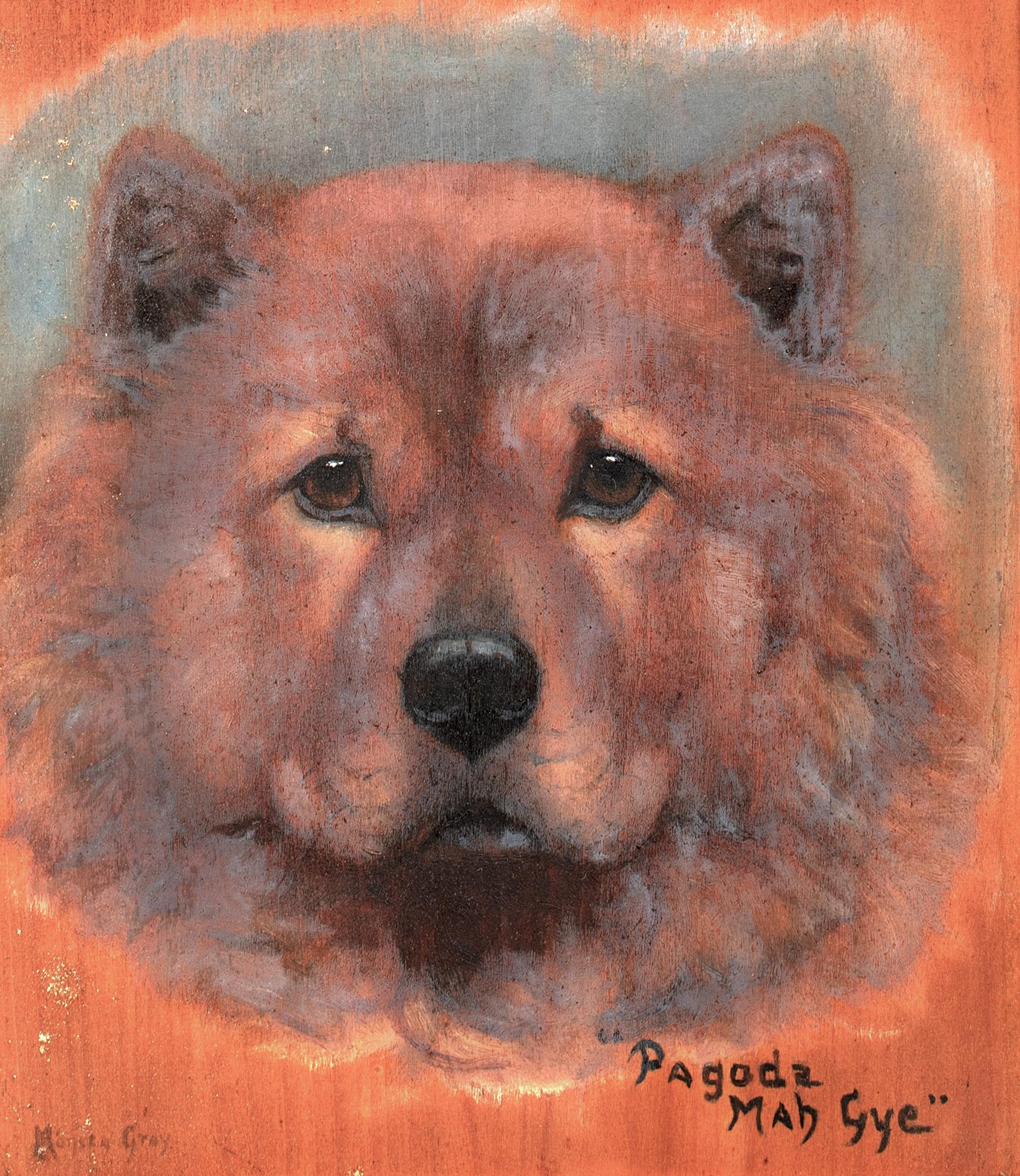 Chow Chow Dog Portrait 