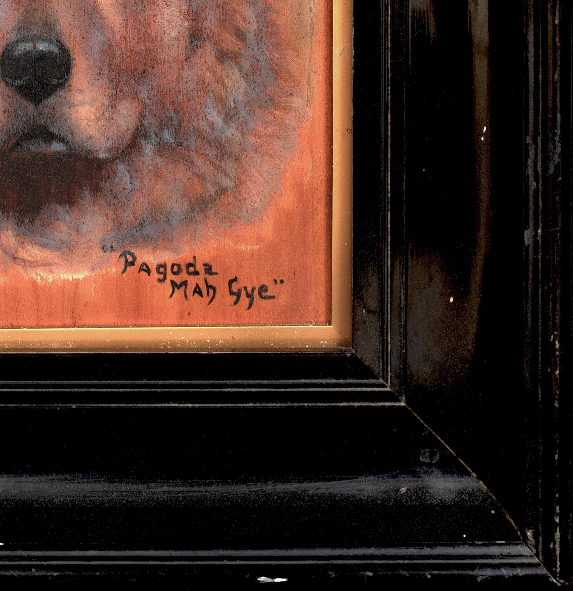 Chow Chow Dog Portrait 