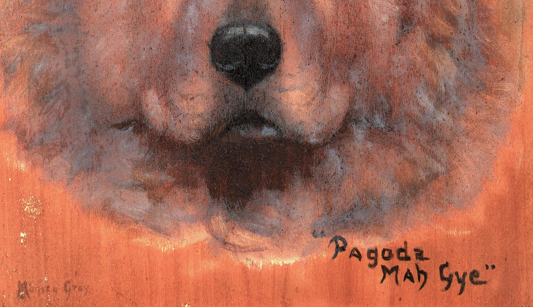 Chow Chow Dog Portrait 
