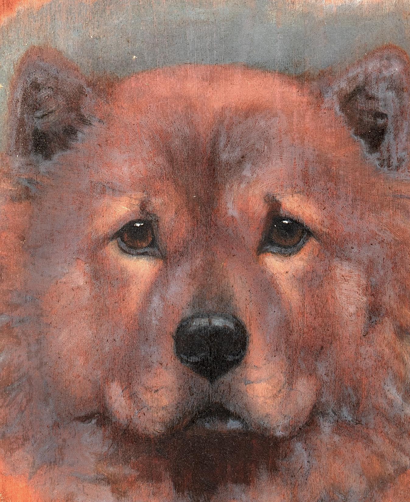 Chow Chow Dog Portrait 