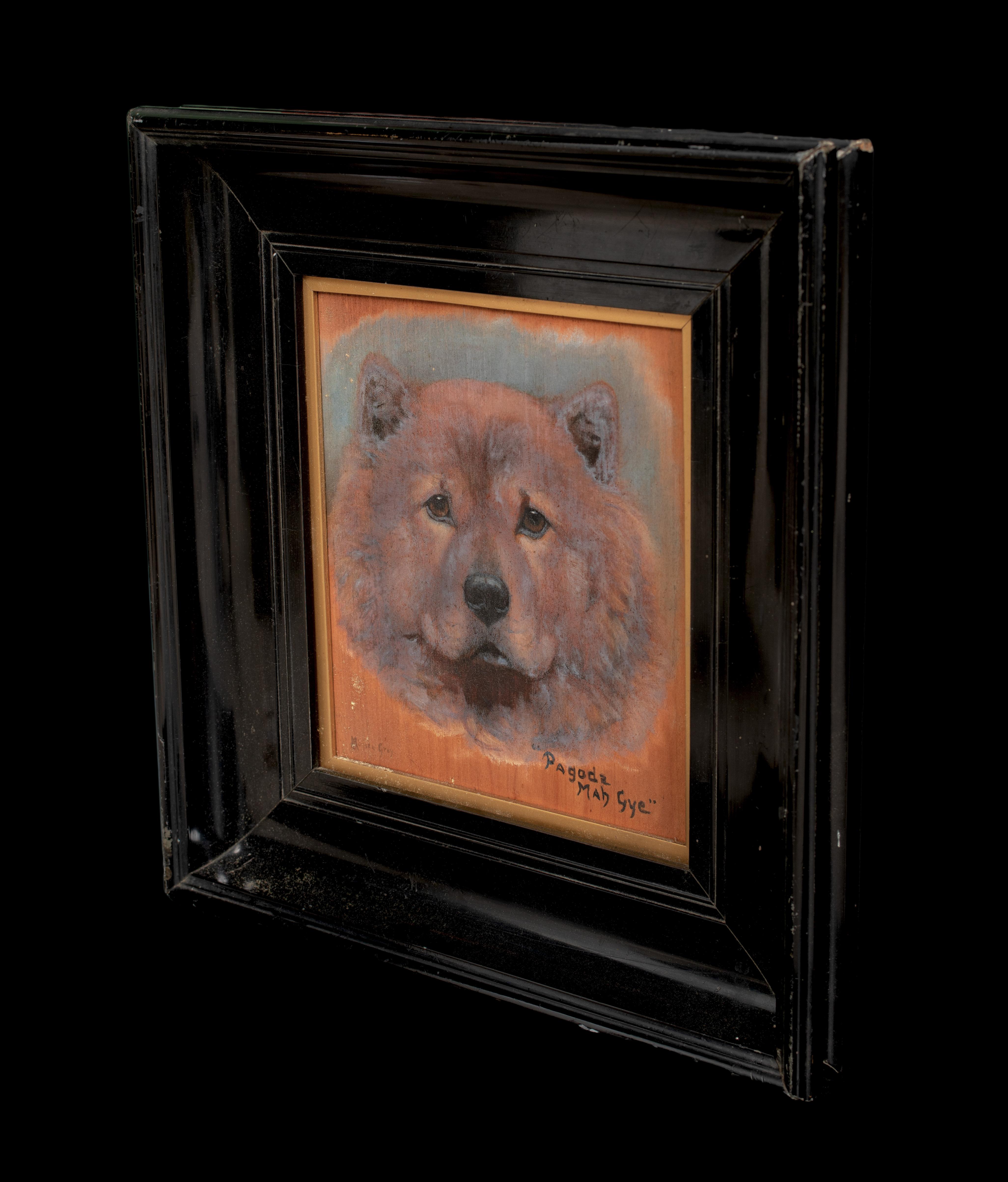 Chow Chow Dog Portrait 