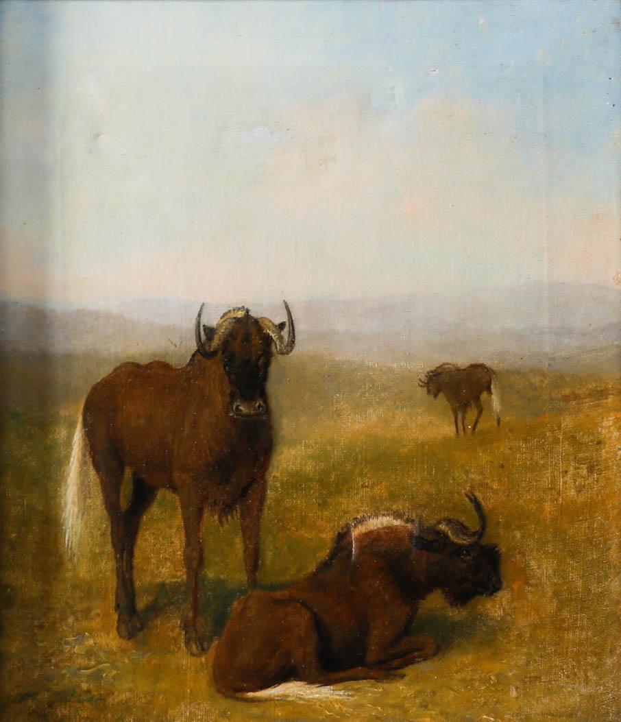 Circle of Samuel Daniell (1775-1811) - Oil, Wildebeest on Grassland - Painting by Unknown