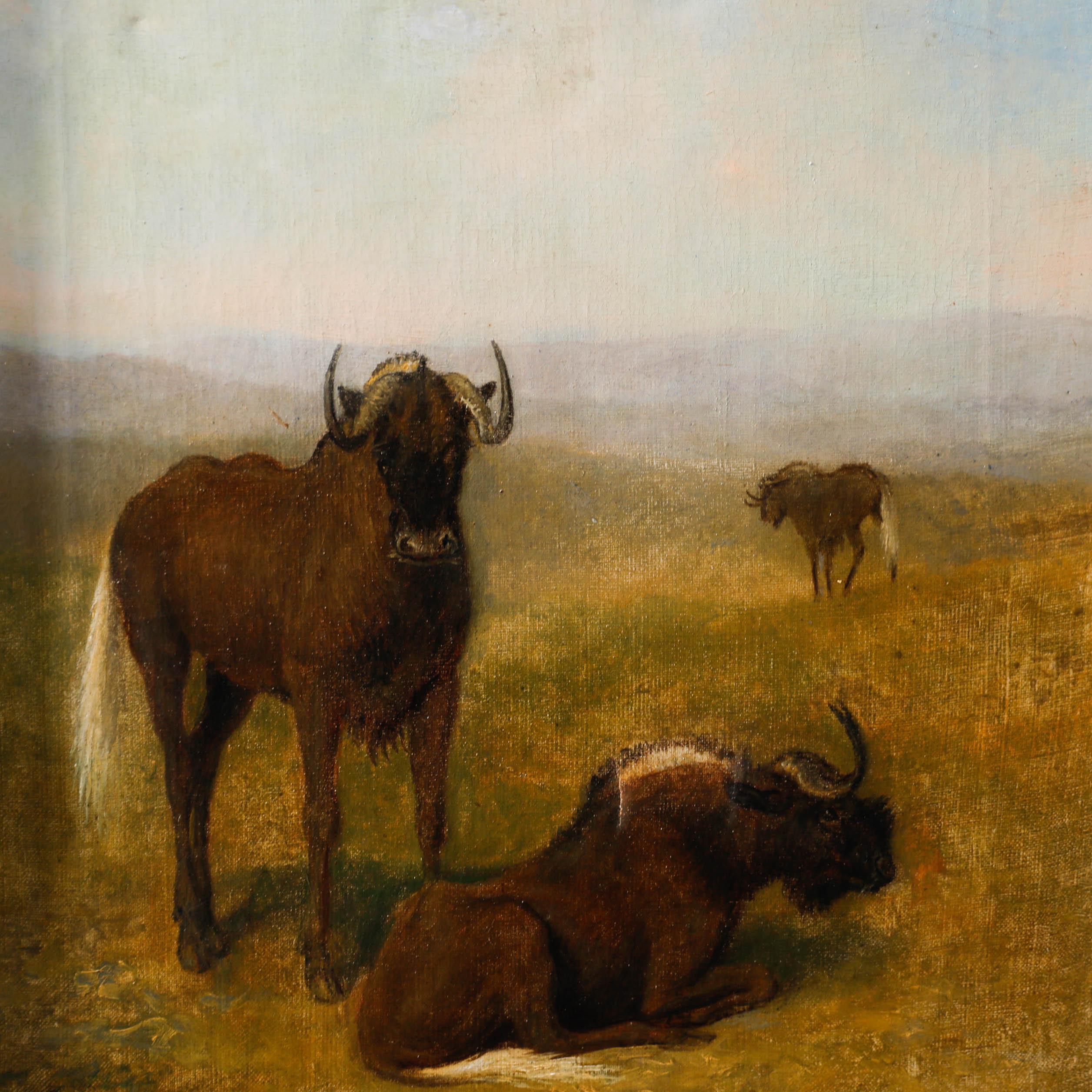 This atmospheric painting captures a trio of wildebeest on a vast, sun-drenched prairie, with two in the foreground and one in the distance.

Unsigned. Well presented in an oak frame. On canvas. 