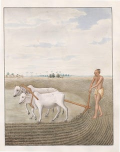 Antique Company School Indian Brahim Bulls