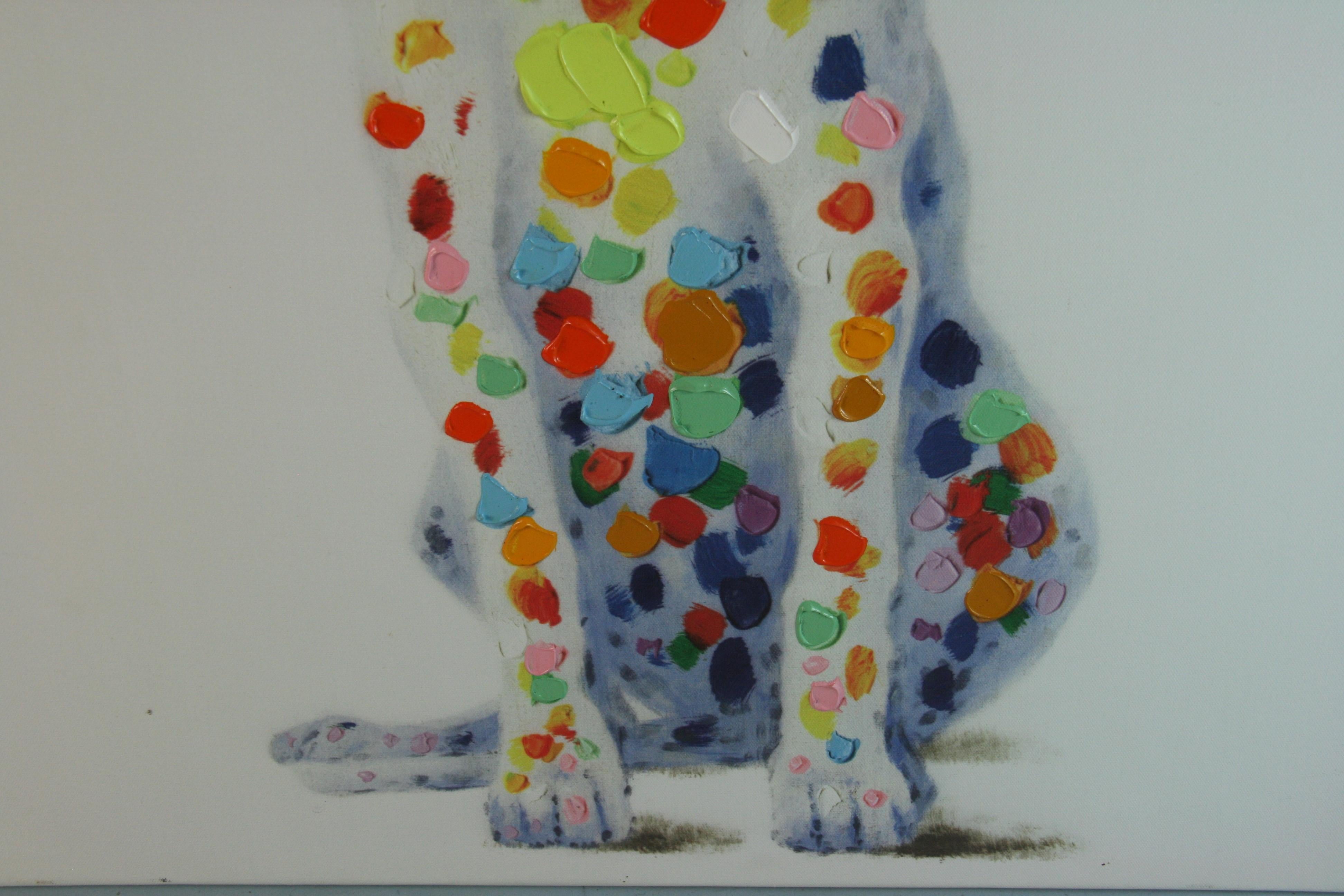 Cool Dog in vendita 3