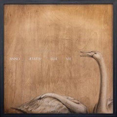Cygnus columbianus (Cigni della Tundra), di Joseph Rossano, 2022