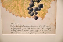 FINE 1860'S BOTANNICAL WATERCOLOUR DRAWING - ISABELLA GRAPES ON THE VINE