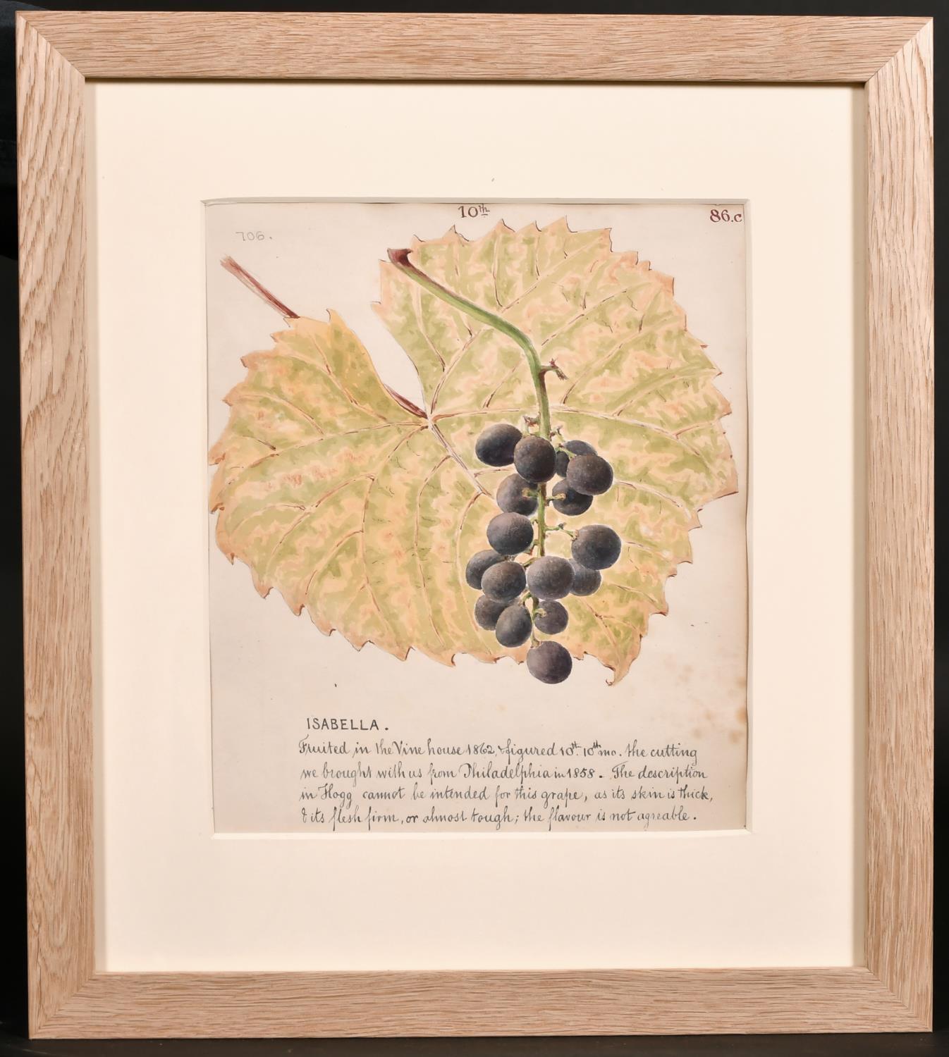 FINE 1860'S BOTANNICAL WATERCOLOUR DRAWING - ISABELLA GRAPES ON THE VINE