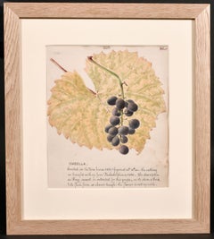 FINO DIBUJO BOTÁNICO EN ACUARELA DE 1860 - UVAS DE ISABELA EN LA VID