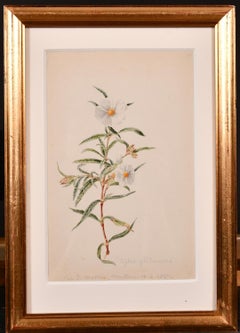 FINE 1860'S BOTANNICAL WATERCOLOUR DRAWING - PAINTED IN 1867 ON THE COTE D'AZUR