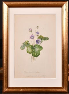 DRAWING BOTANNICAL WATERCOLOUR DES ANNÉES 1860 - PAINTE EN 1867 SUR LA COTE D'AZUR