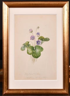 FINE 1860'S BOTANNICAL WATERCOLOUR DRAWING - PAINTED IN 1867 ON THE COTE D'AZUR