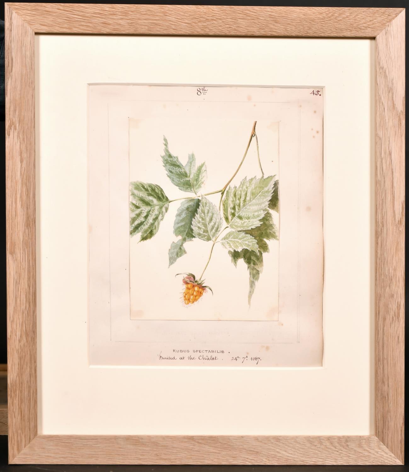 Unknown Still-Life - FINE 1860'S BOTANNICAL WATERCOLOUR DRAWING - RUBUS SPECTABILIS PAINTED 1867