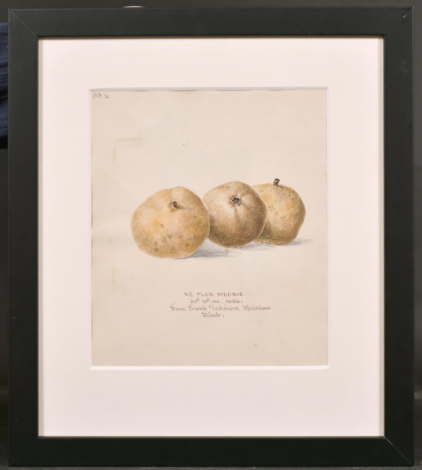 DRAWING BOTANNICAL WATERCOLOUR DU XIXe siècle - NE PLUS MEURIS - DATÉ DE 1863, EN RETOUR - Art de Unknown