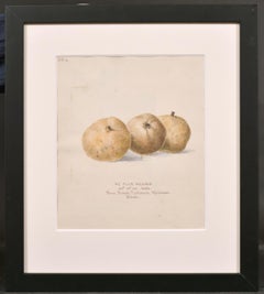 FINE 19thC BOTANNICAL WATERCOLOUR DRAWING - NE PLUS MEURIS - DATED 1863, KENT