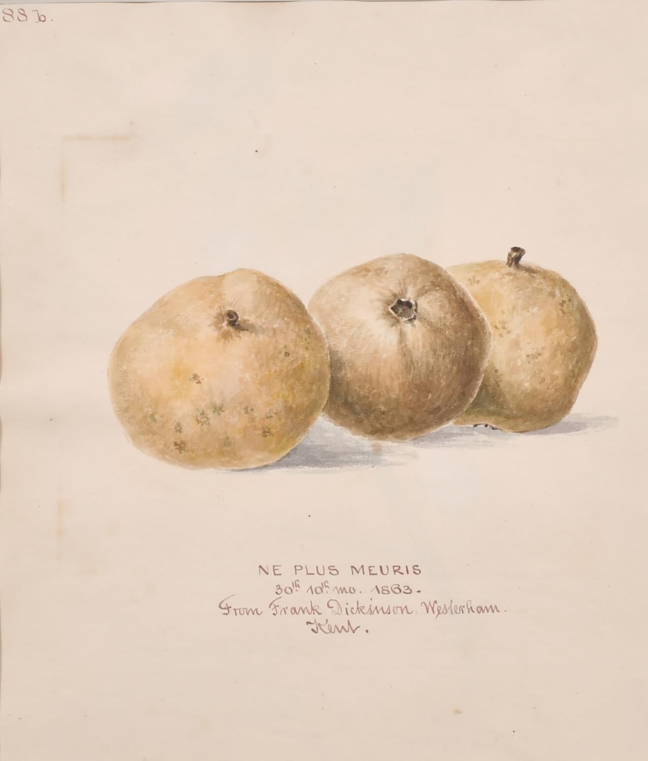 Unknown Still-Life - FINE 19thC BOTANNICAL WATERCOLOUR DRAWING - NE PLUS MEURIS - DATED 1863, KENT