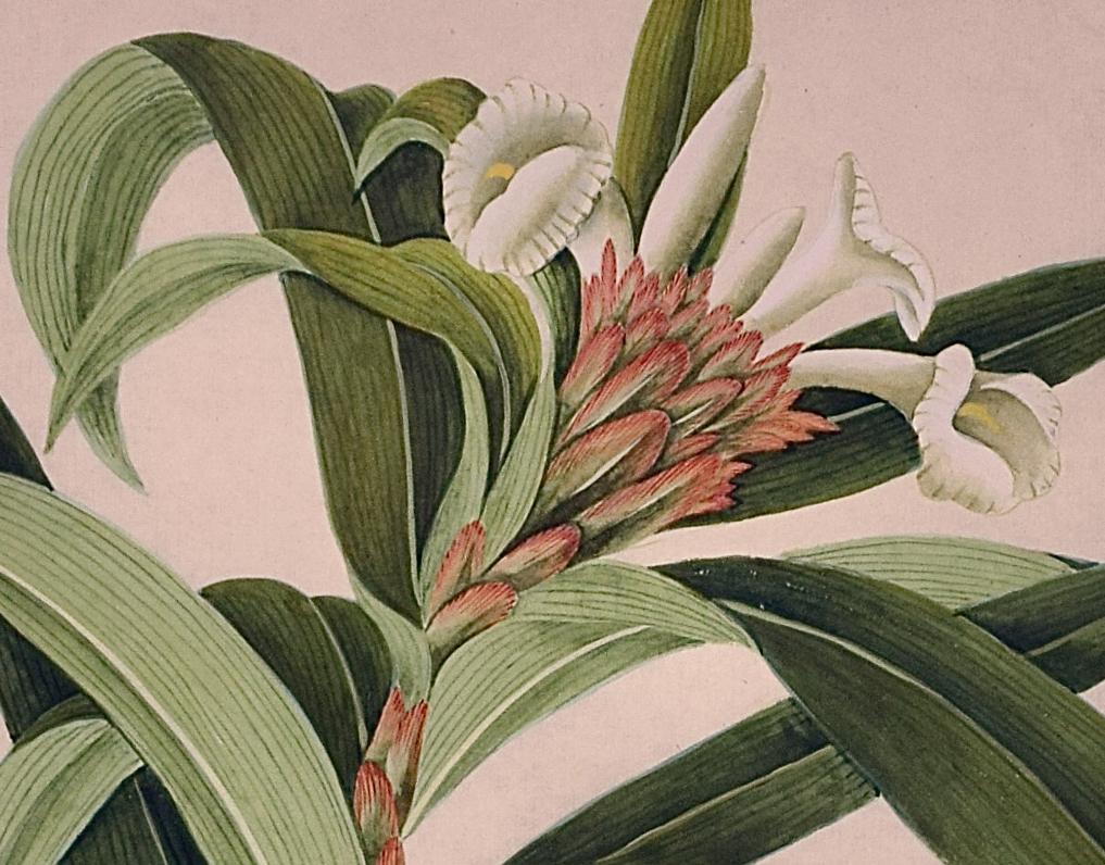 Flowering Plant Paintings: A Pair of Framed Original Botanical Watercolors For Sale 6