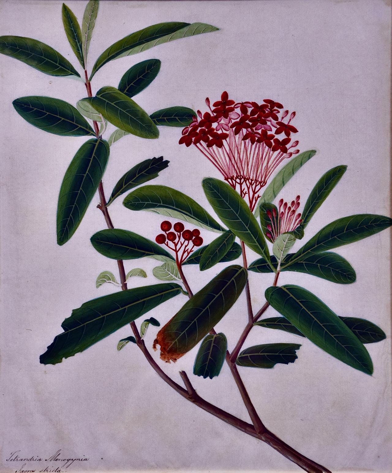 Blumen-Pflanzgefäße: Ein Paar gerahmte Original-Blumen-Aquarelle (Naturalismus), Painting, von Unknown