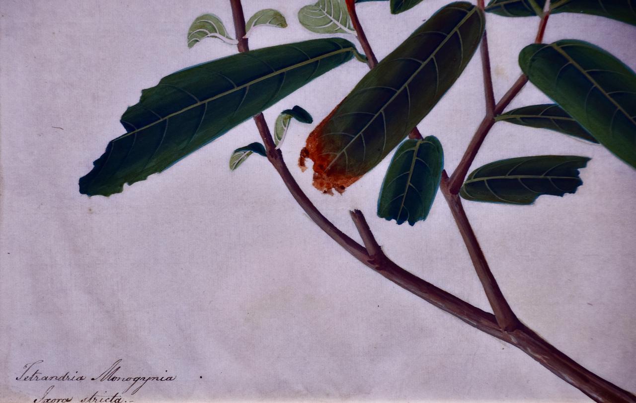 Flowering Plant Paintings: A Pair of Framed Original Botanical Watercolors For Sale 1