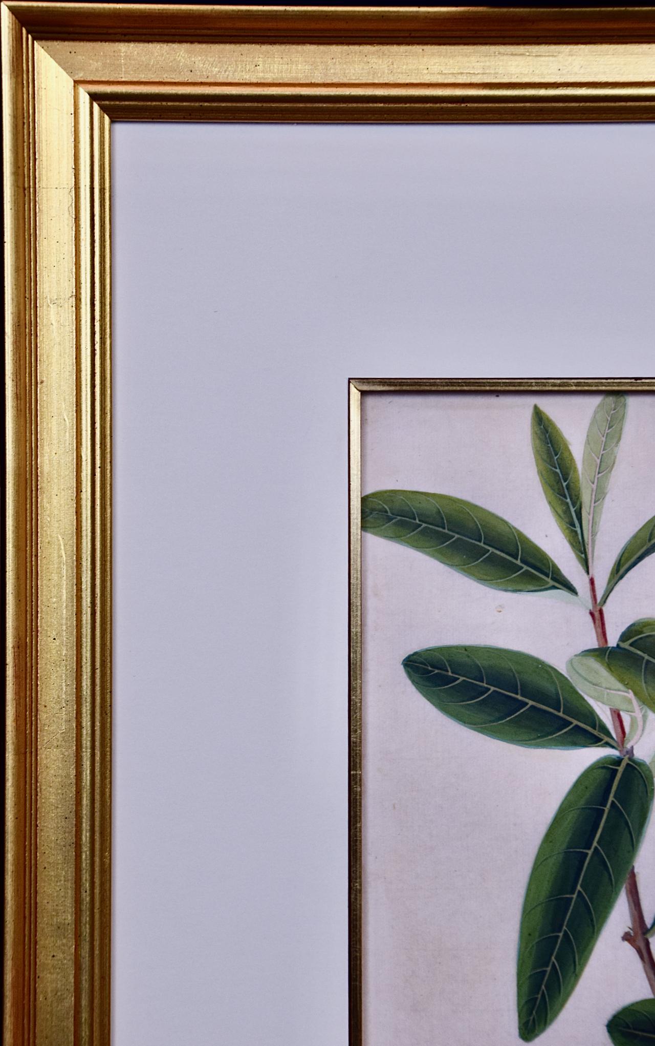 Flowering Plant Paintings: A Pair of Framed Original Botanical Watercolors For Sale 2