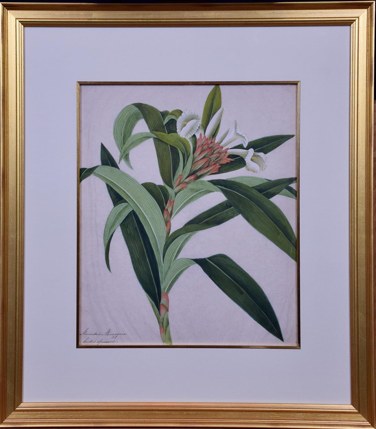 Flowering Plant Paintings: A Pair of Framed Original Botanical Watercolors For Sale 4