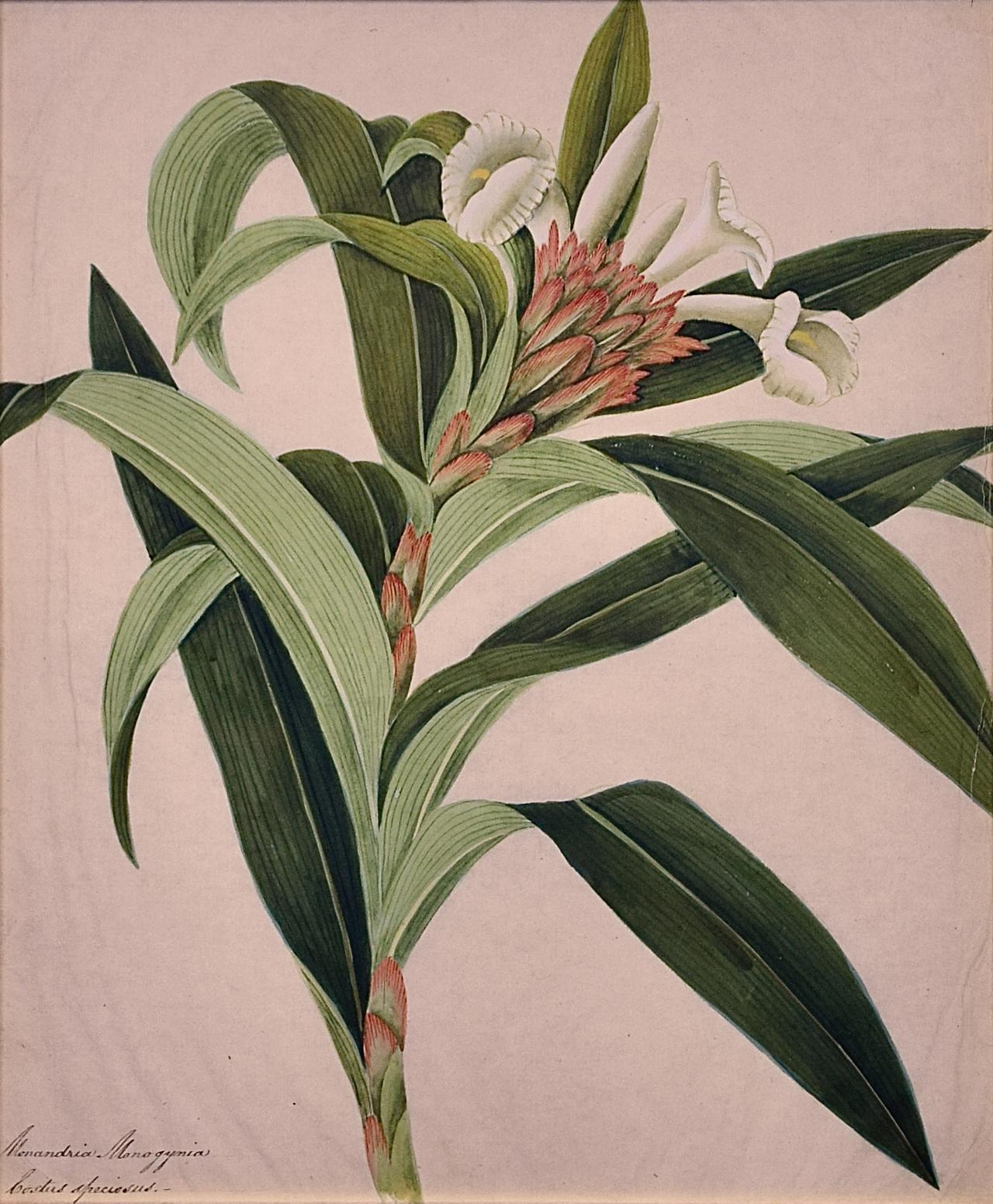 Flowering Plant Paintings: A Pair of Framed Original Botanical Watercolors For Sale 5