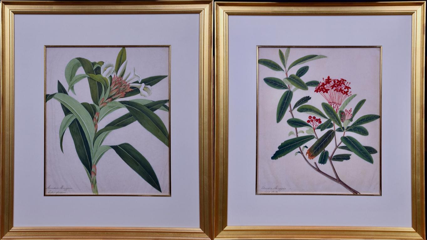 Pinturas de plantas en flor: Un par de acuarelas botánicas originales enmarcadas