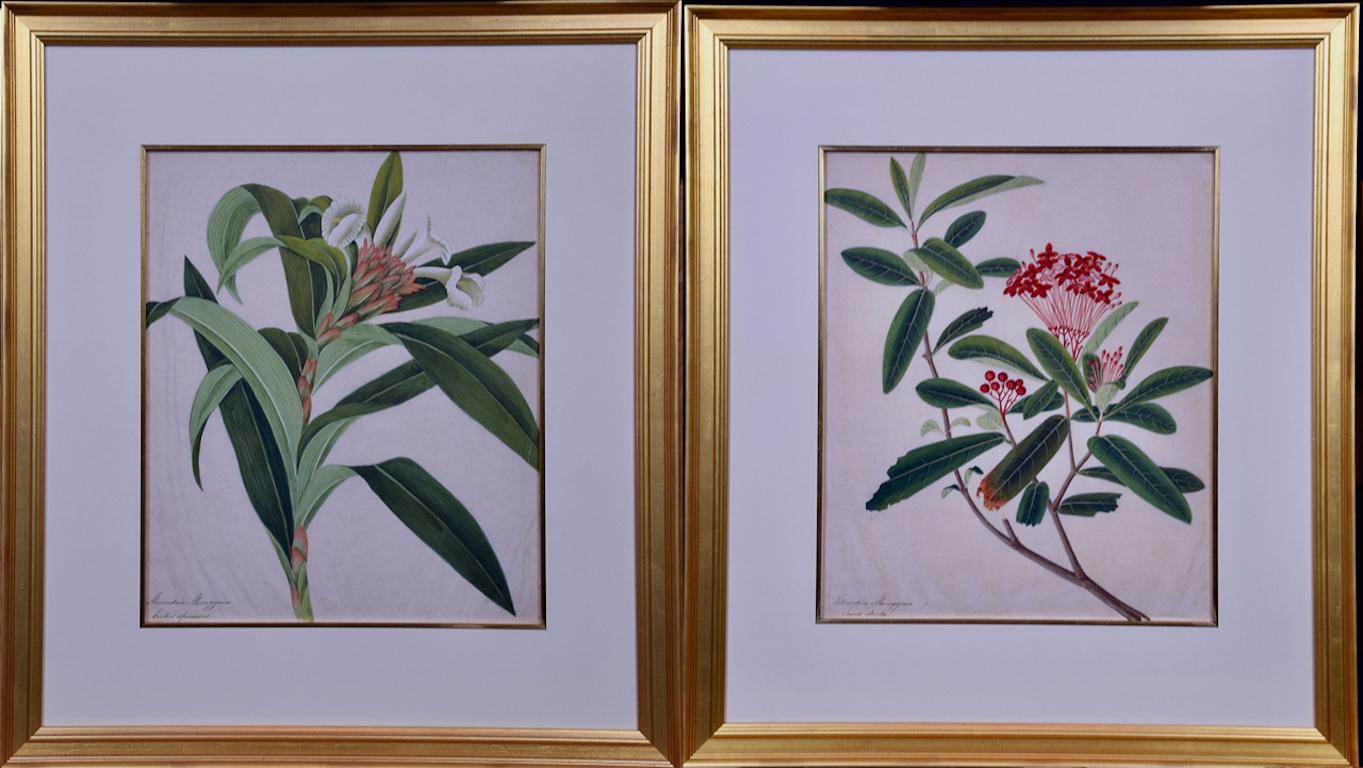 Peintures de plantes encadrées : Paire d'aquarelles botaniques originales encadrées