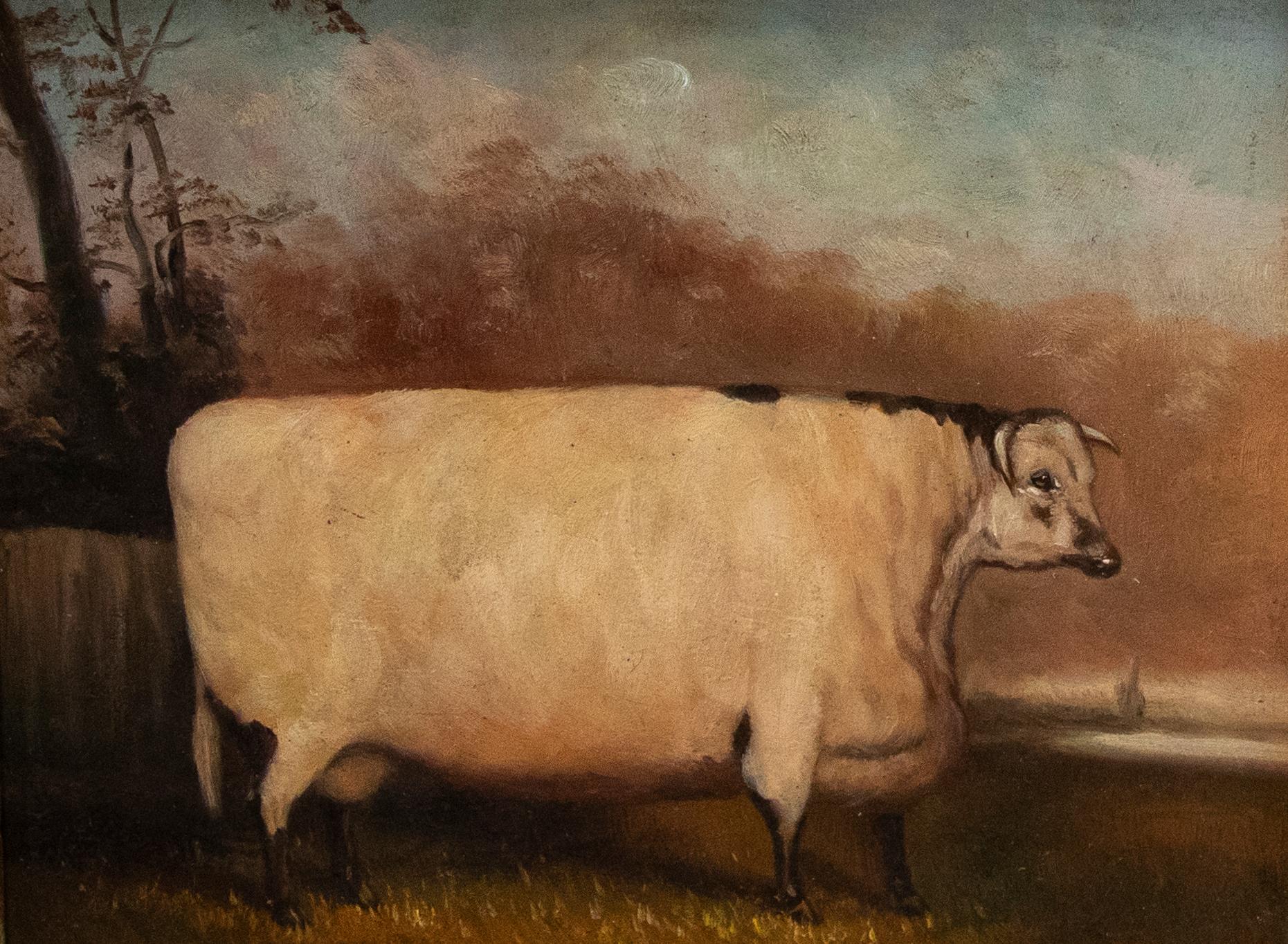 Olio del XX secolo incorniciato - Shorthorn inglese - Painting di Unknown