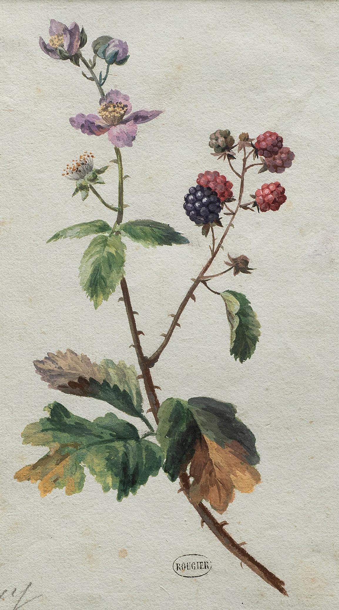 18 th Century French Botanical Watercolor Study of Raspberry Bramble - Painting by Unknown