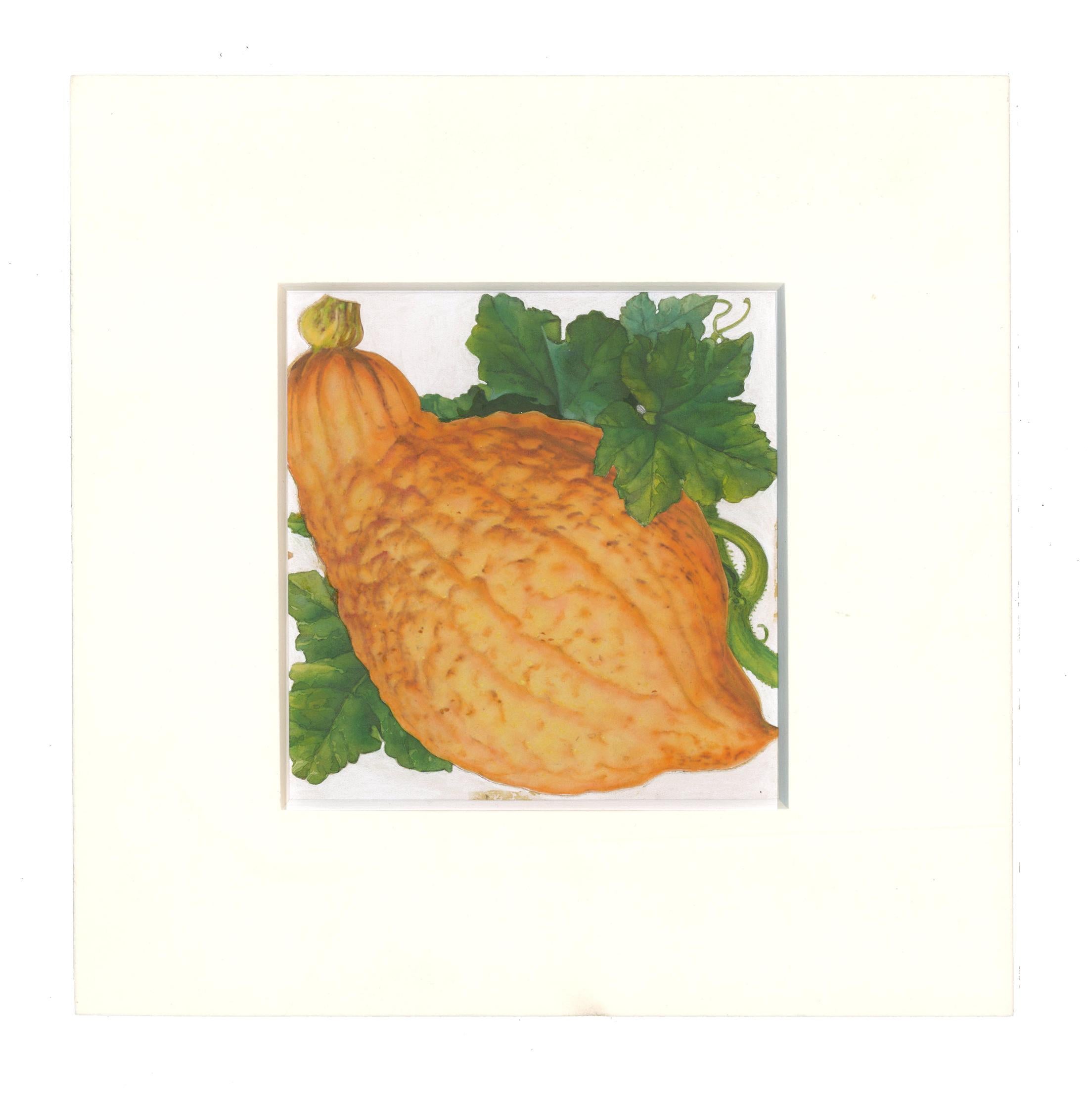Golden Hubbard Squash - Painting by Unknown