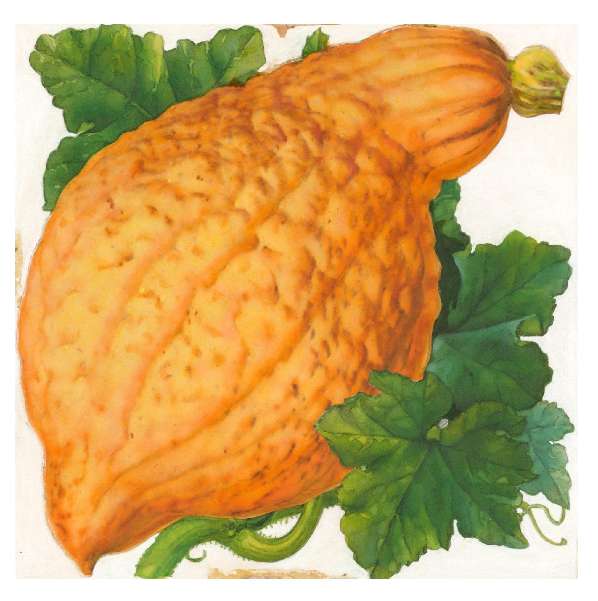 Éclabousssures Hubbard or - Orange Still-Life Painting par Unknown