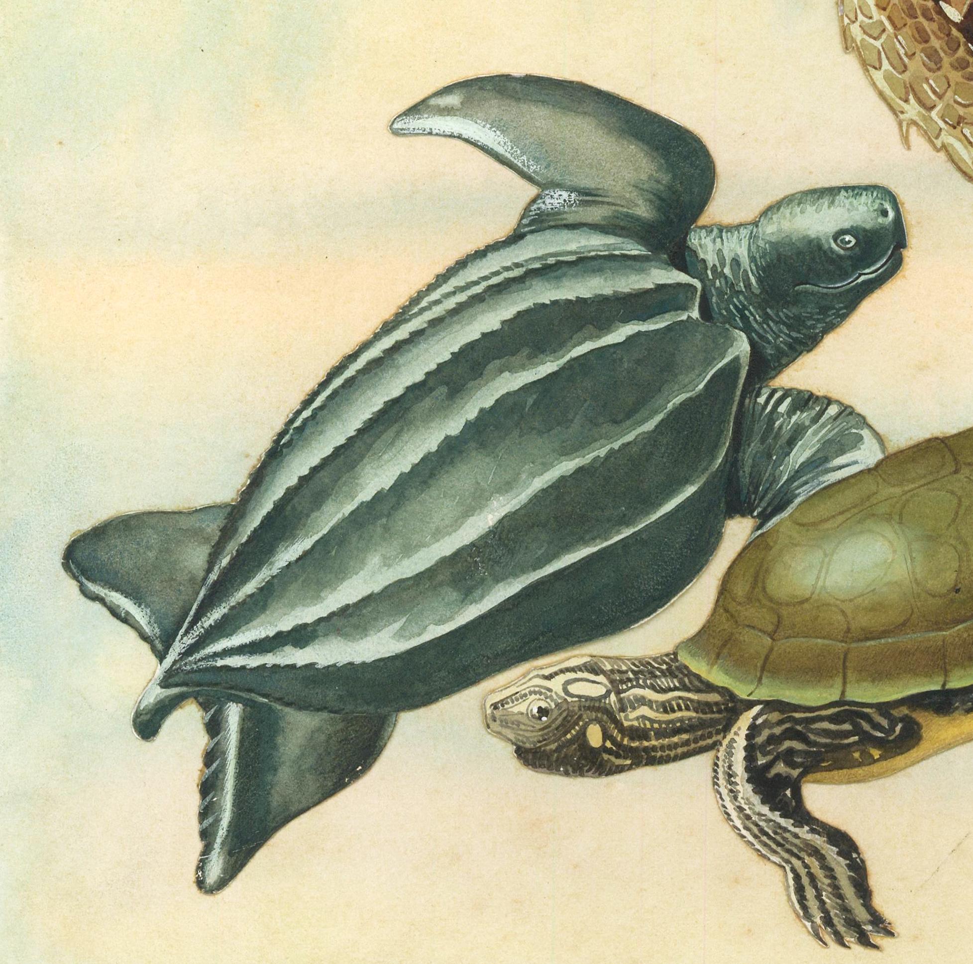 Gopher Tortoise, Hawksbill, Loggerhead, Leatherback and Map Turtles. - Painting by Unknown
