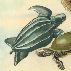 Gopher Tortoise, Hawksbill, Loggerhead, Leatherback and Map Turtles.