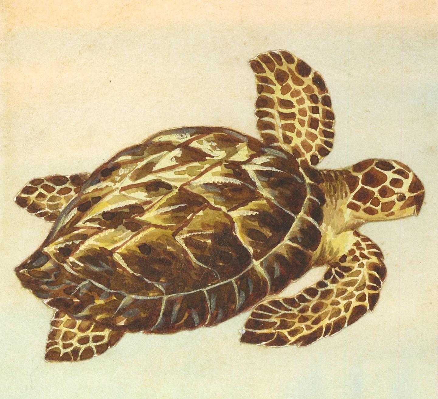 Gopher Tortoise, Hawksbill, Loggerhead, Leatherback and Map Turtles. - Beige Animal Painting by Unknown