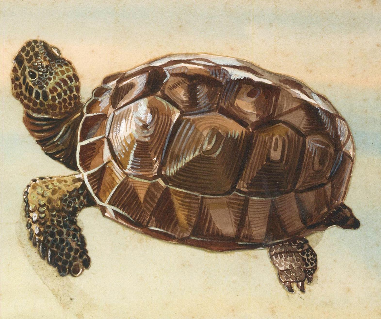 Tortuga boba, tortuga carey, tortuga boba, tortuga laúd y tortuga mapa. - Animal Painting Beige de Unknown
