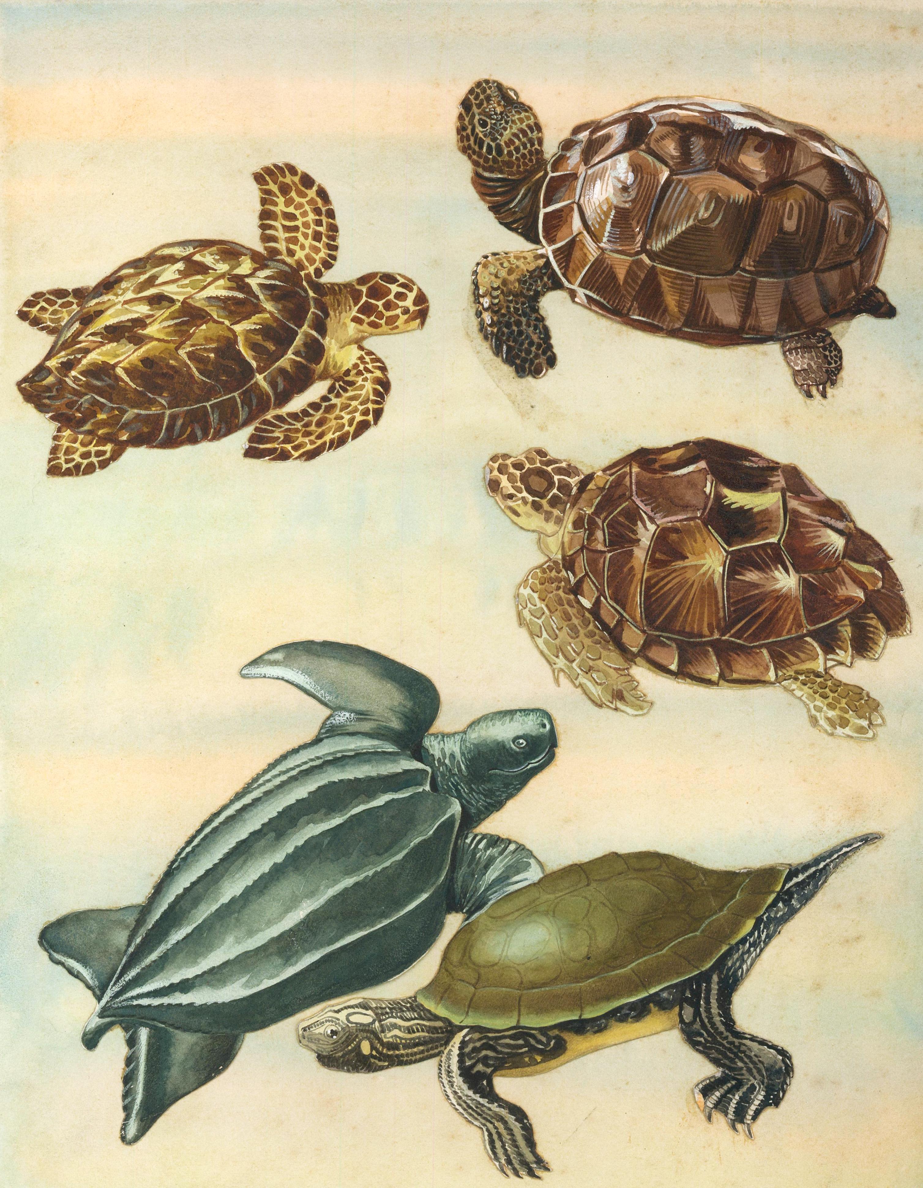 Unknown Animal Painting - Gopher Tortoise, Hawksbill, Loggerhead, Leatherback and Map Turtles.