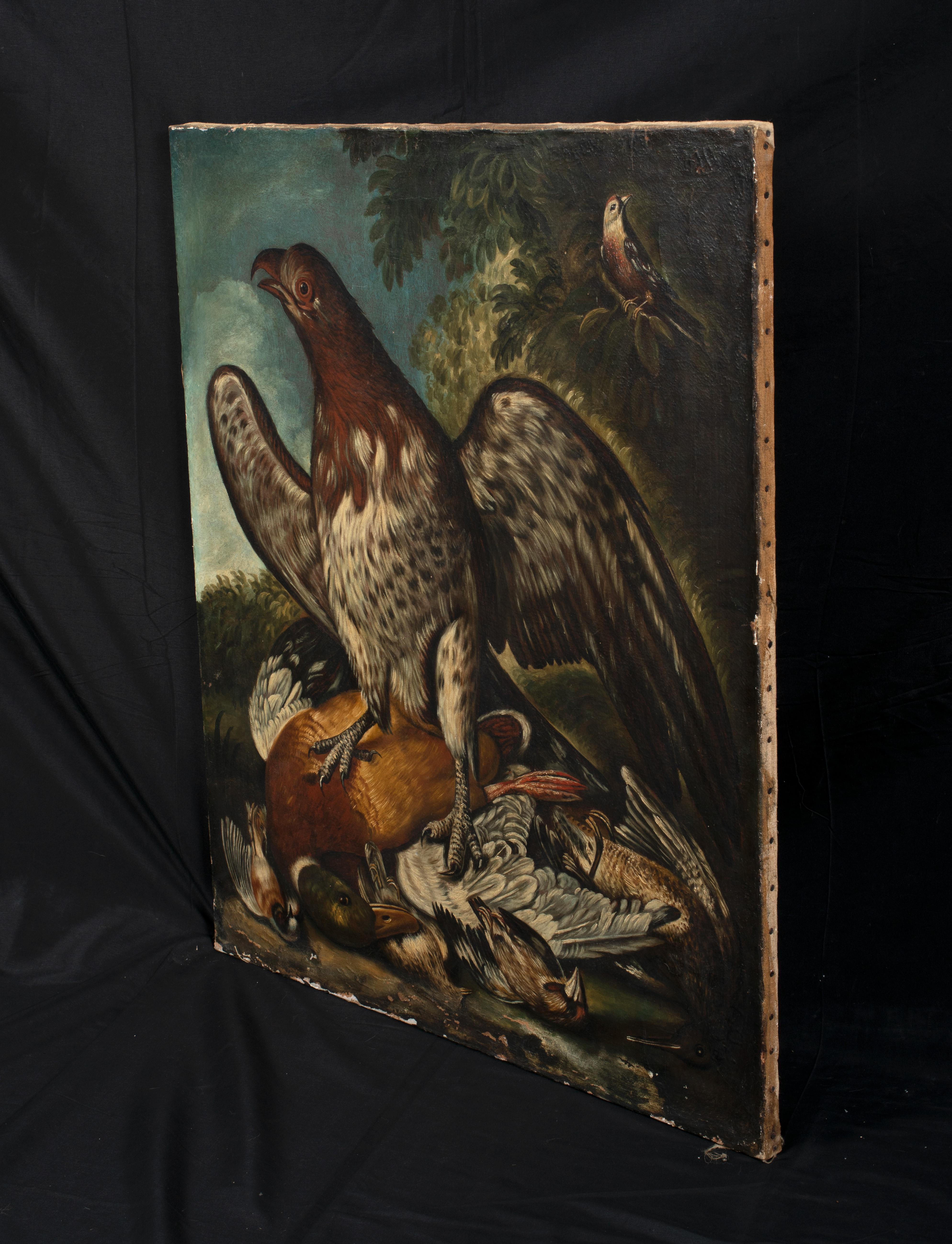 Study Of A Bird Of Prey, 18th Century

English School  - early Ornithological Study

Large 18th Century English School study of a bird of prey possibly an eagle, standing on a mound of dead game birds, oil on canvas. Excellent quality and condition