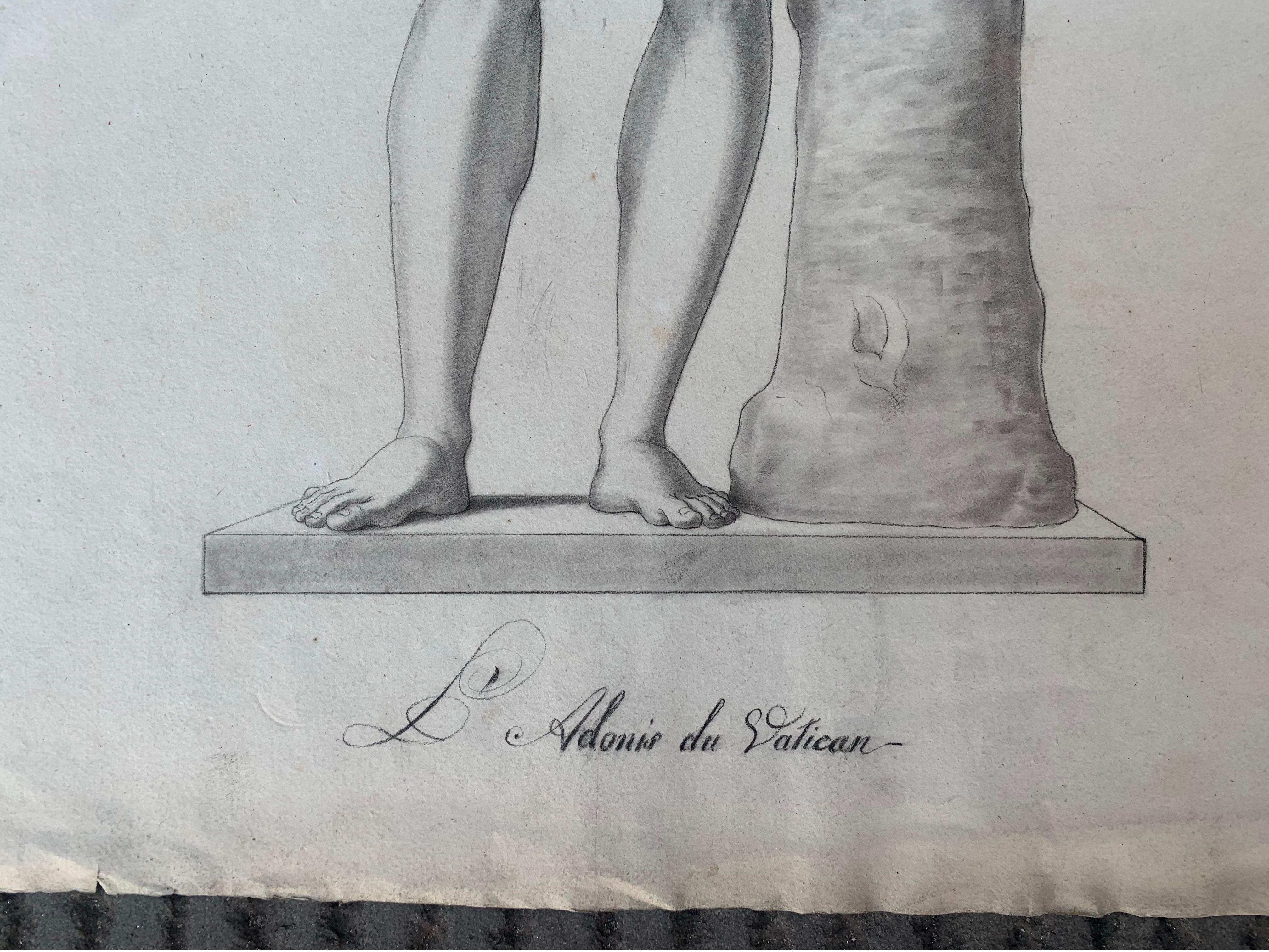 Disegno accademico italiano del XIX secolo: Adone del Vaticano 1