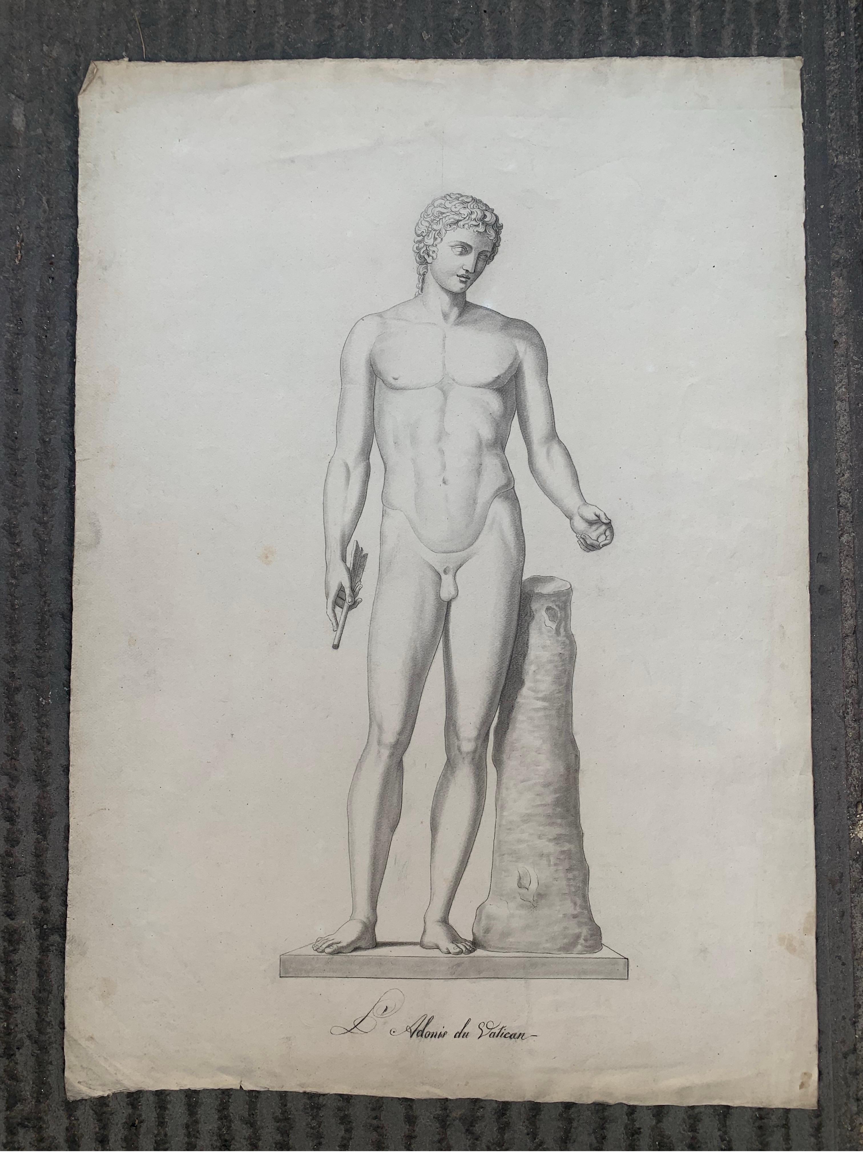 Disegno accademico italiano del XIX secolo: Adone del Vaticano 2