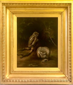 Little owls
