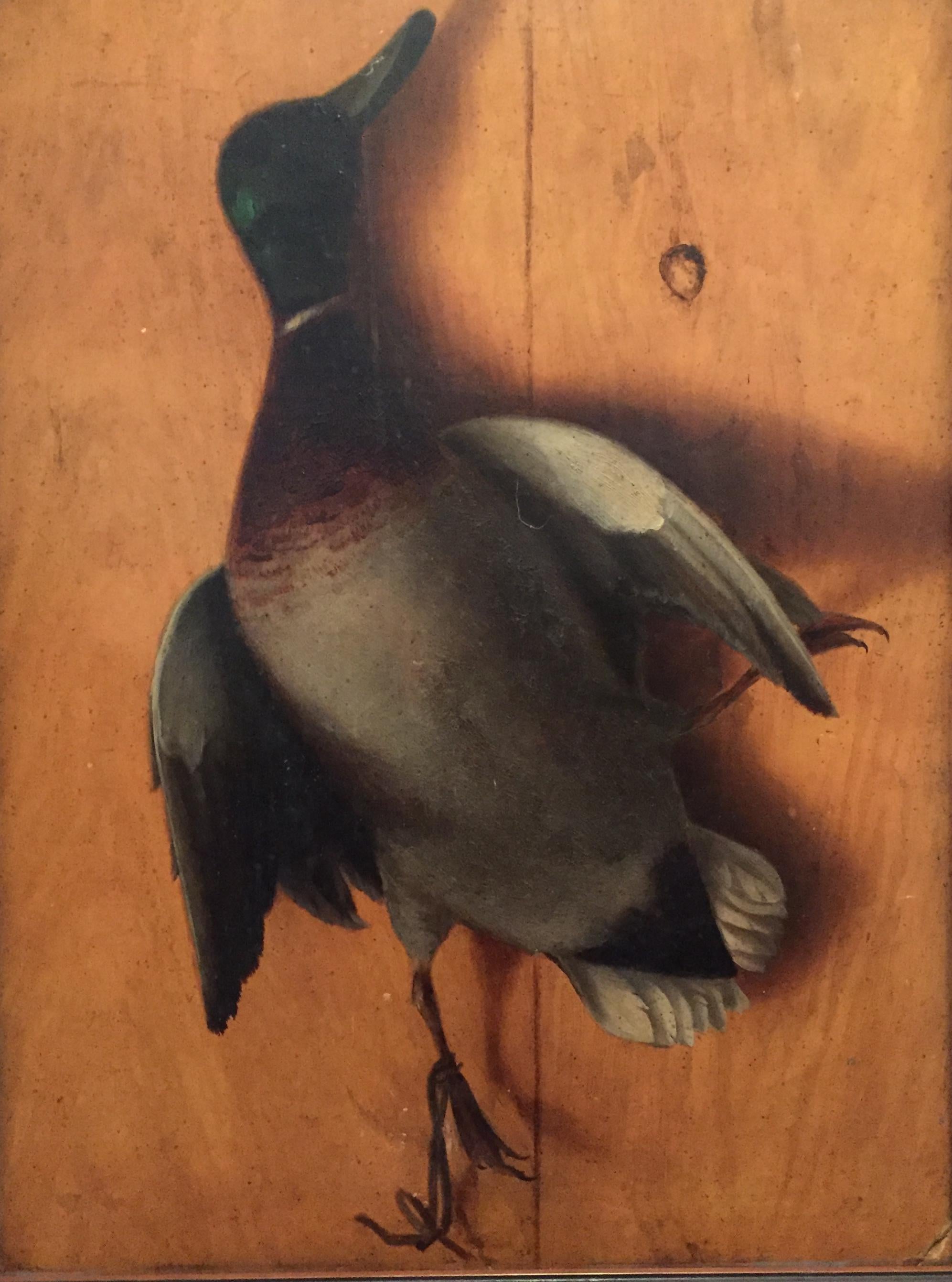 Mallard - Painting by Unknown