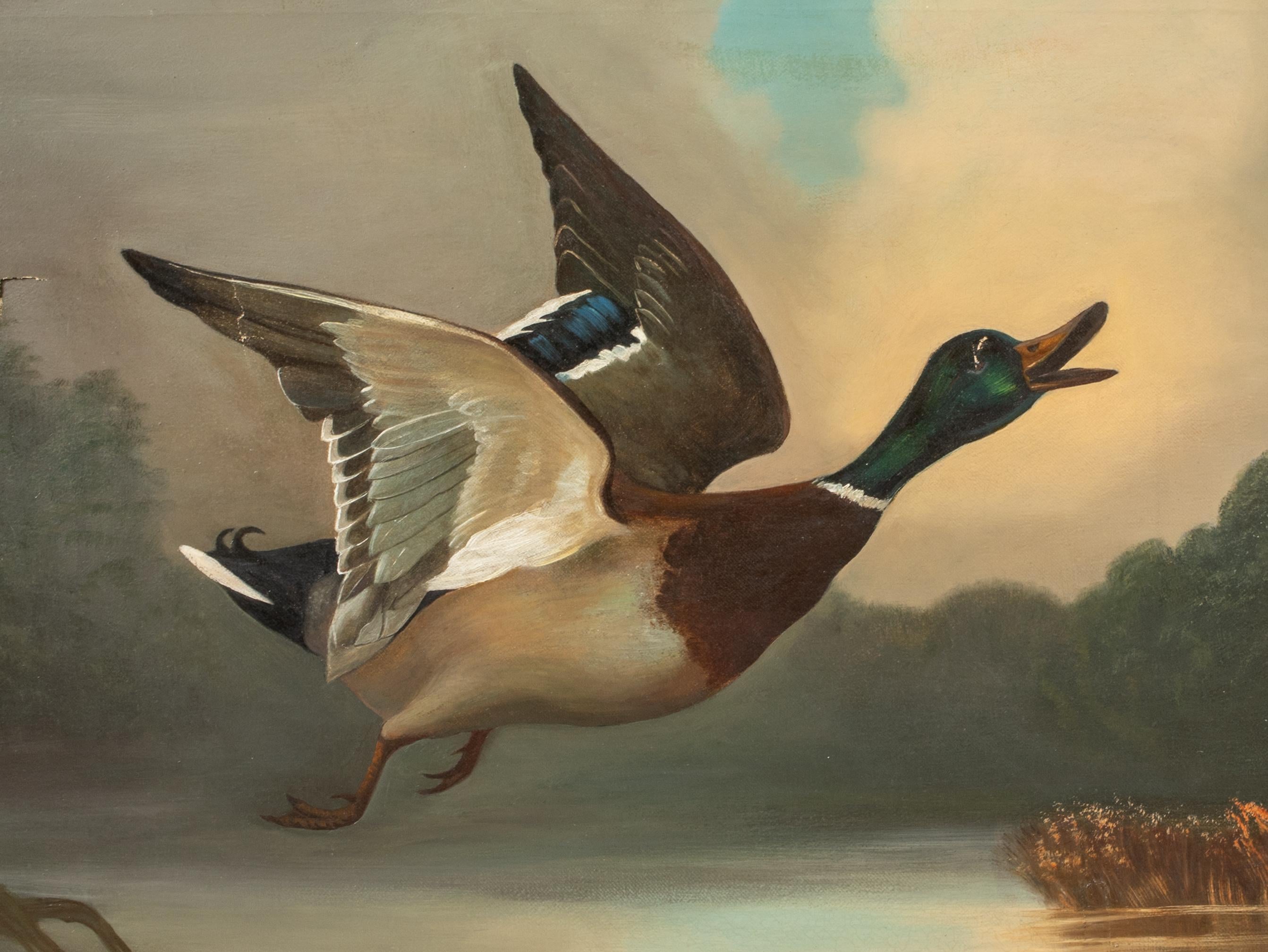 Germano reale in volo, XIX secolo  English School 5