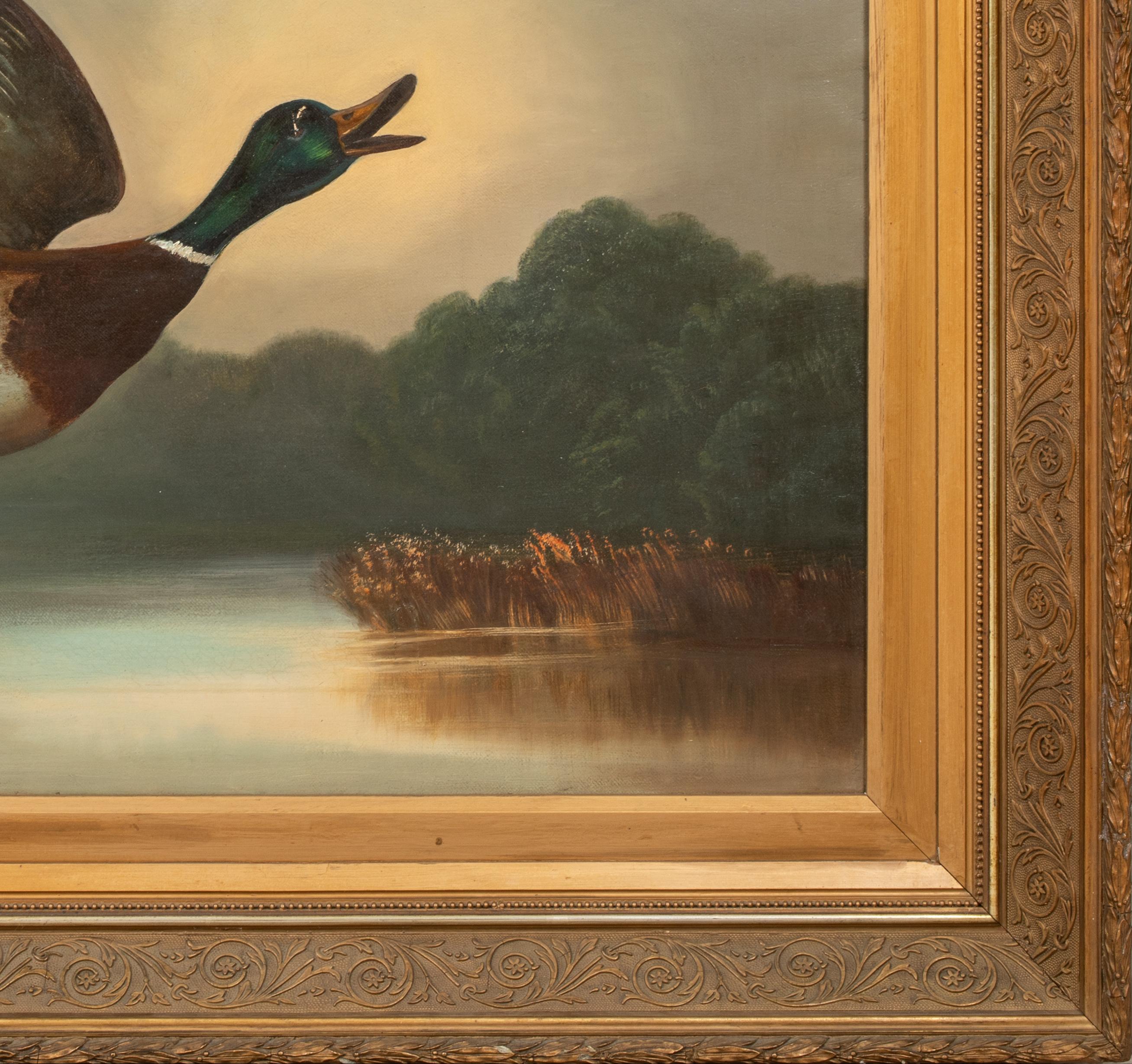 Germano reale in volo, XIX secolo  English School - Animal Painting Marrone di Unknown