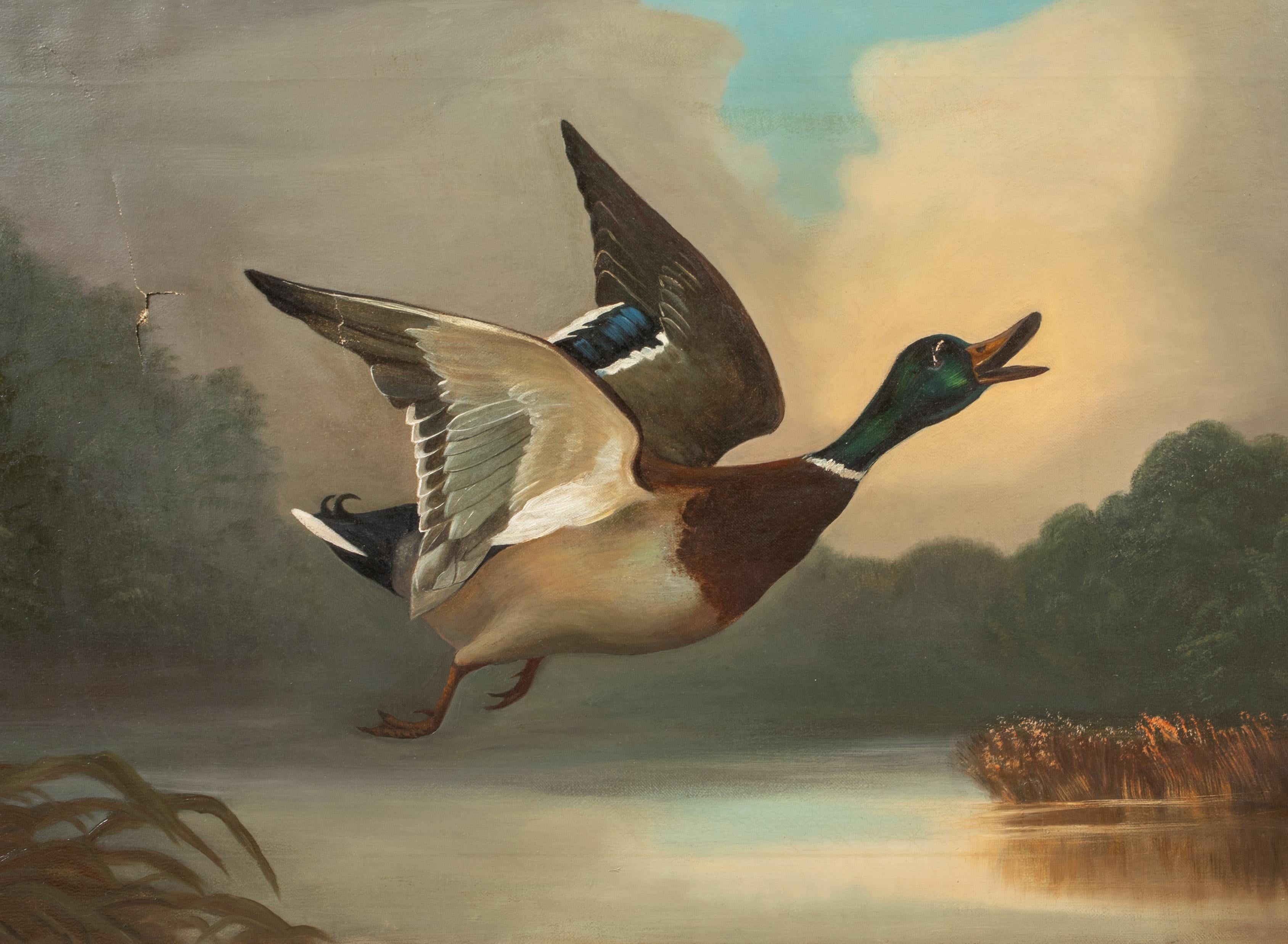 Germano reale in volo, XIX secolo

English School

Grande scena sportiva di scuola inglese del XIX secolo con un germano reale in volo, olio su tela. Studio di eccellente qualità del 1880 circa del germano reale in volo dopo essere stato stanato tra